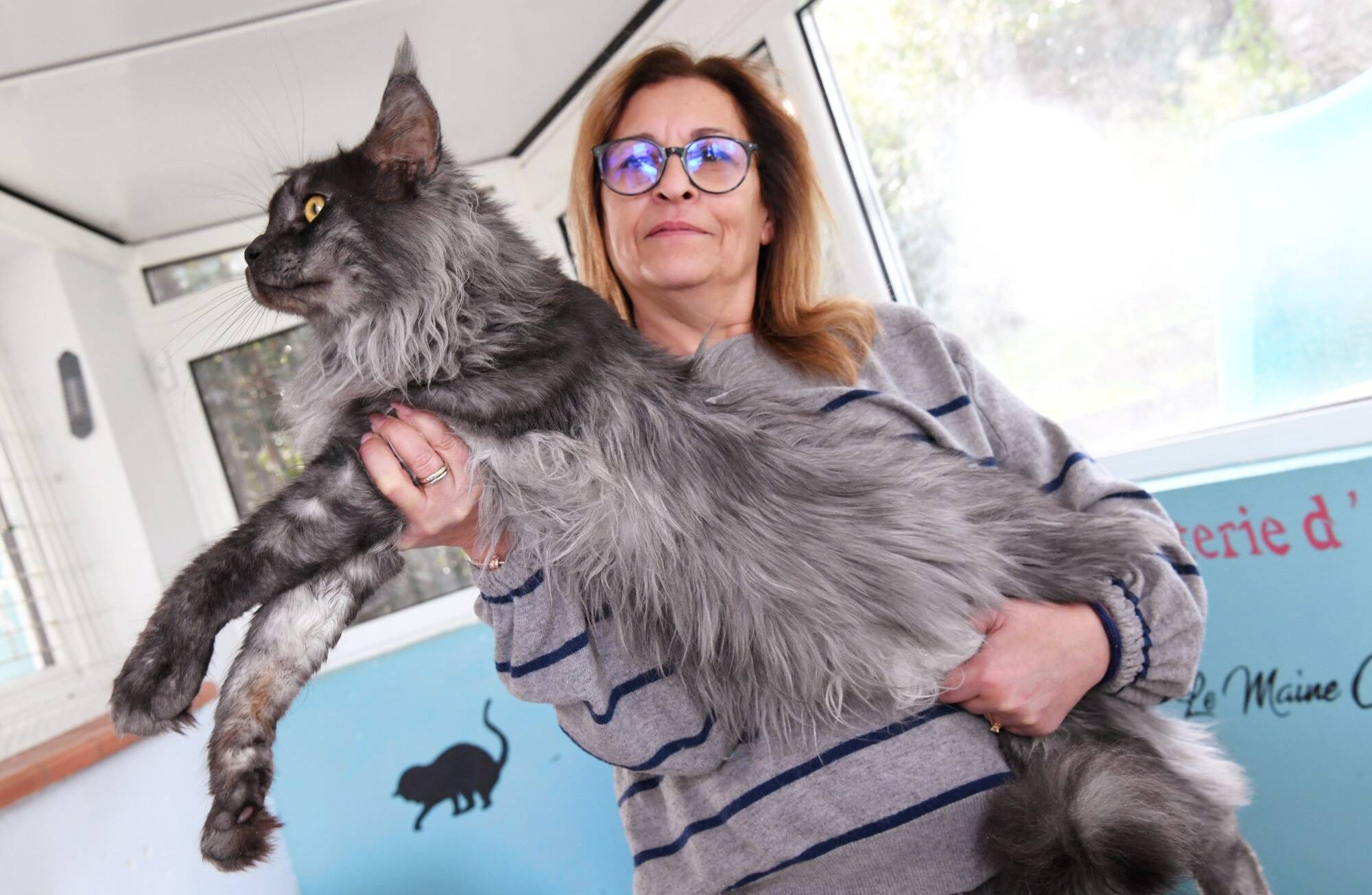 Le Maine Coon la passion d vorante de cette leveuse de La Seyne